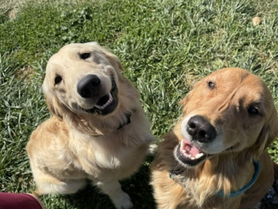 AKC Golden Retriever Puppies