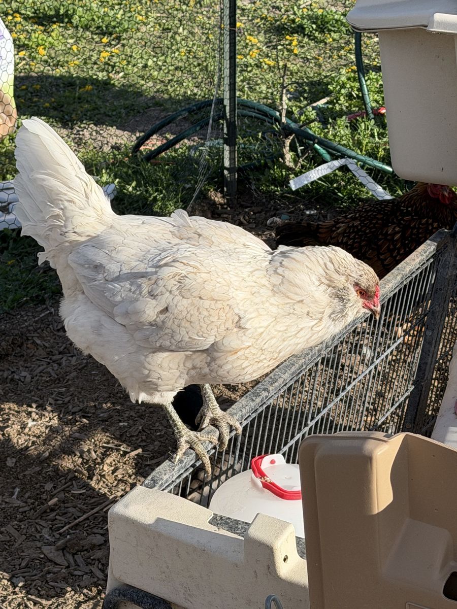 Laying Hen Blue Ameraucana