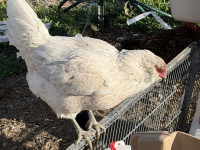 Laying Hen Blue Ameraucana