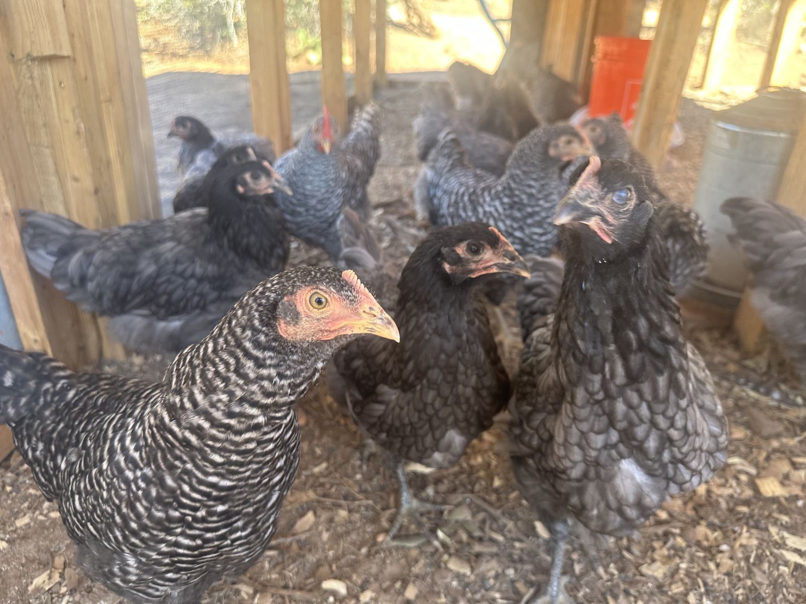 12-Week-Old Started Pullets for Sale - Ready for New Home 