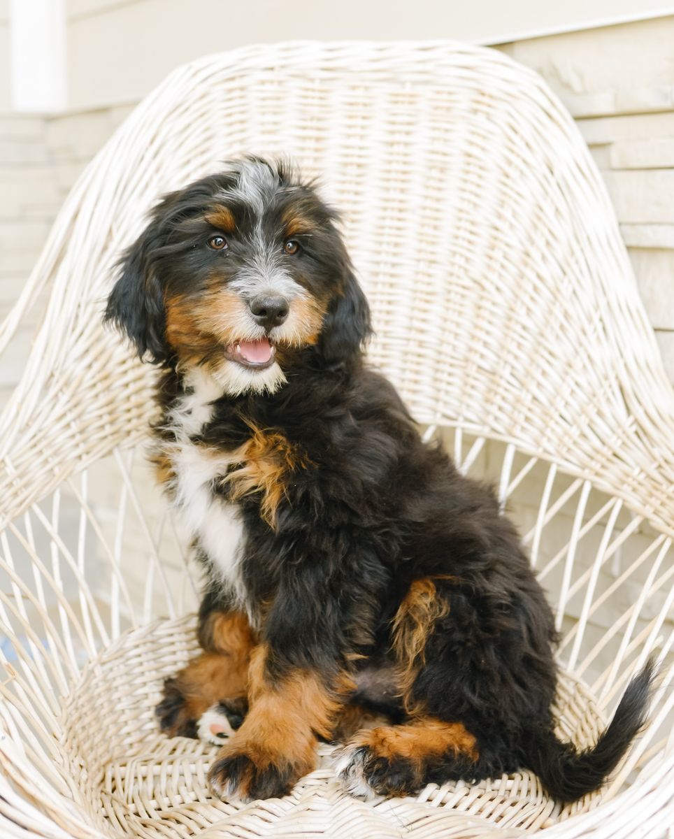 Adorable Australian Mountain Doodle  Puppies - Tri-color & Chocolate - (Bernedoodle X)