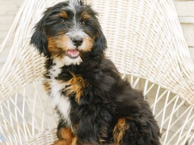 Adorable Australian Mountain Doodle Puppies - Tri-color & Chocolate - (Bernedoodle X)