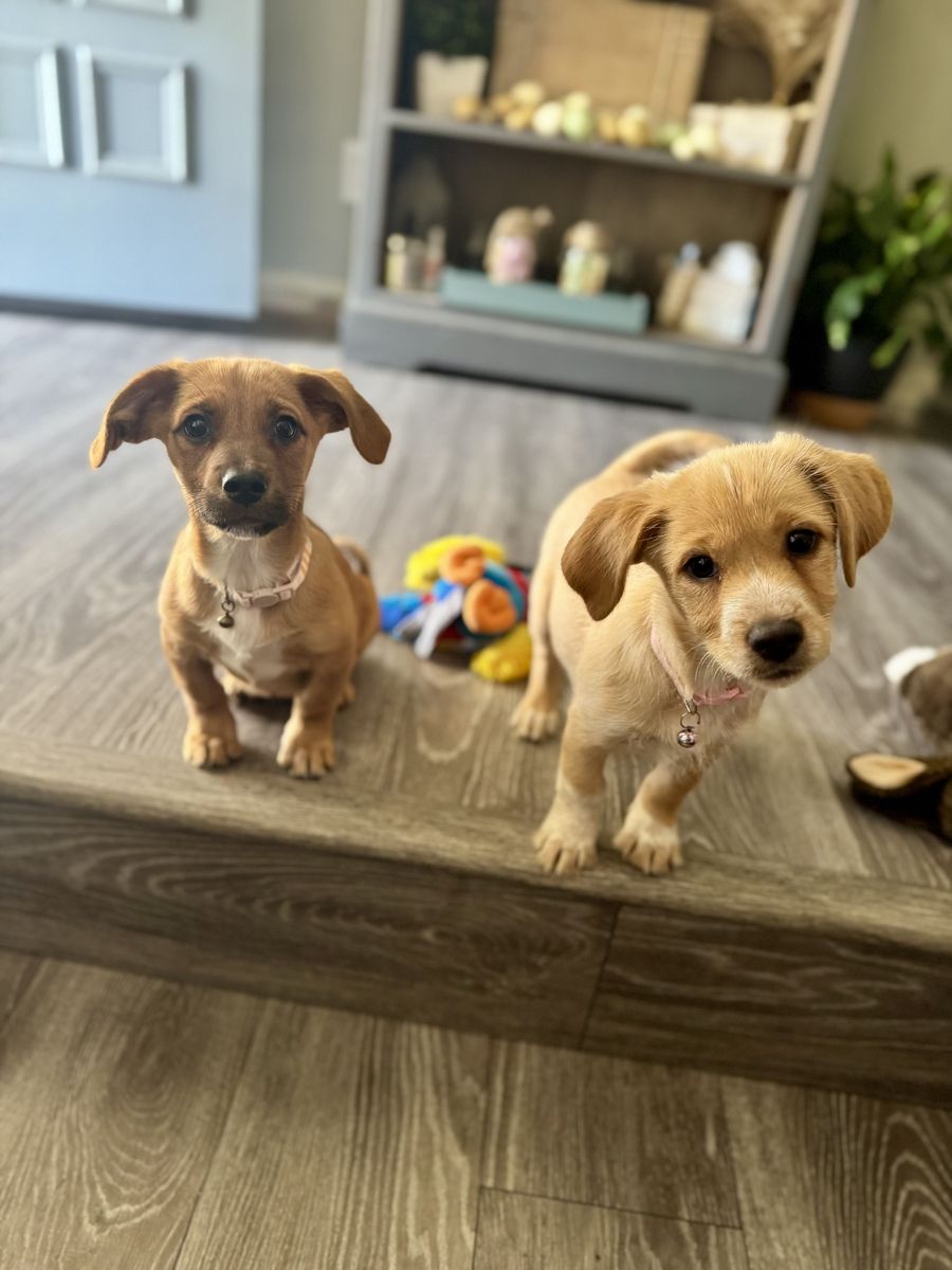 Dachshund Mix Puppies