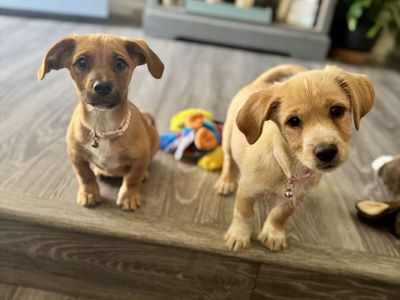 Dachshund Mix Puppies