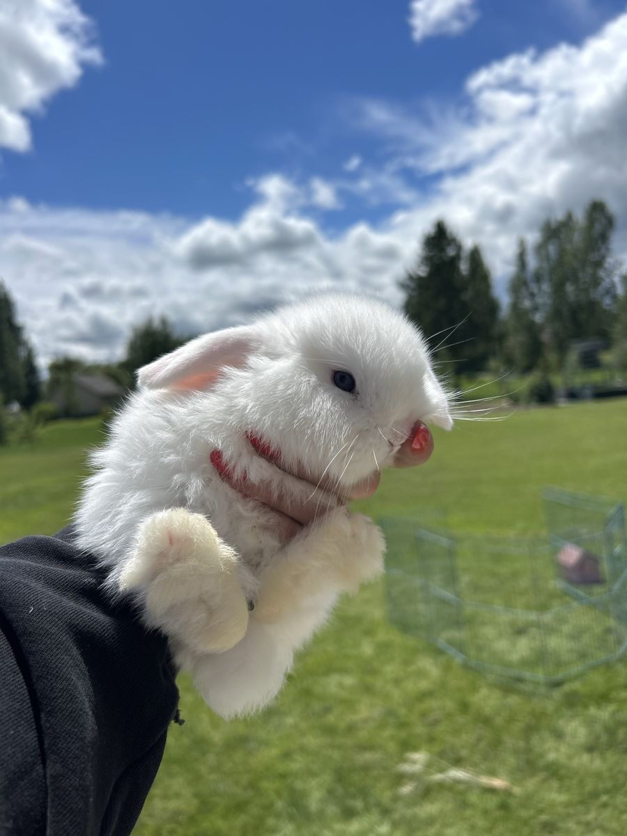 BEW Holland Lop babies!!