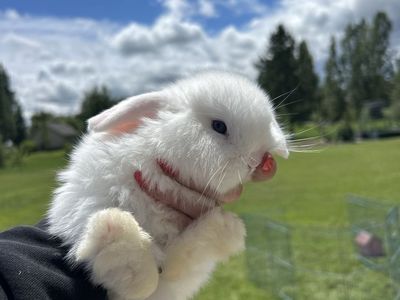 BEW Holland Lop babies!!