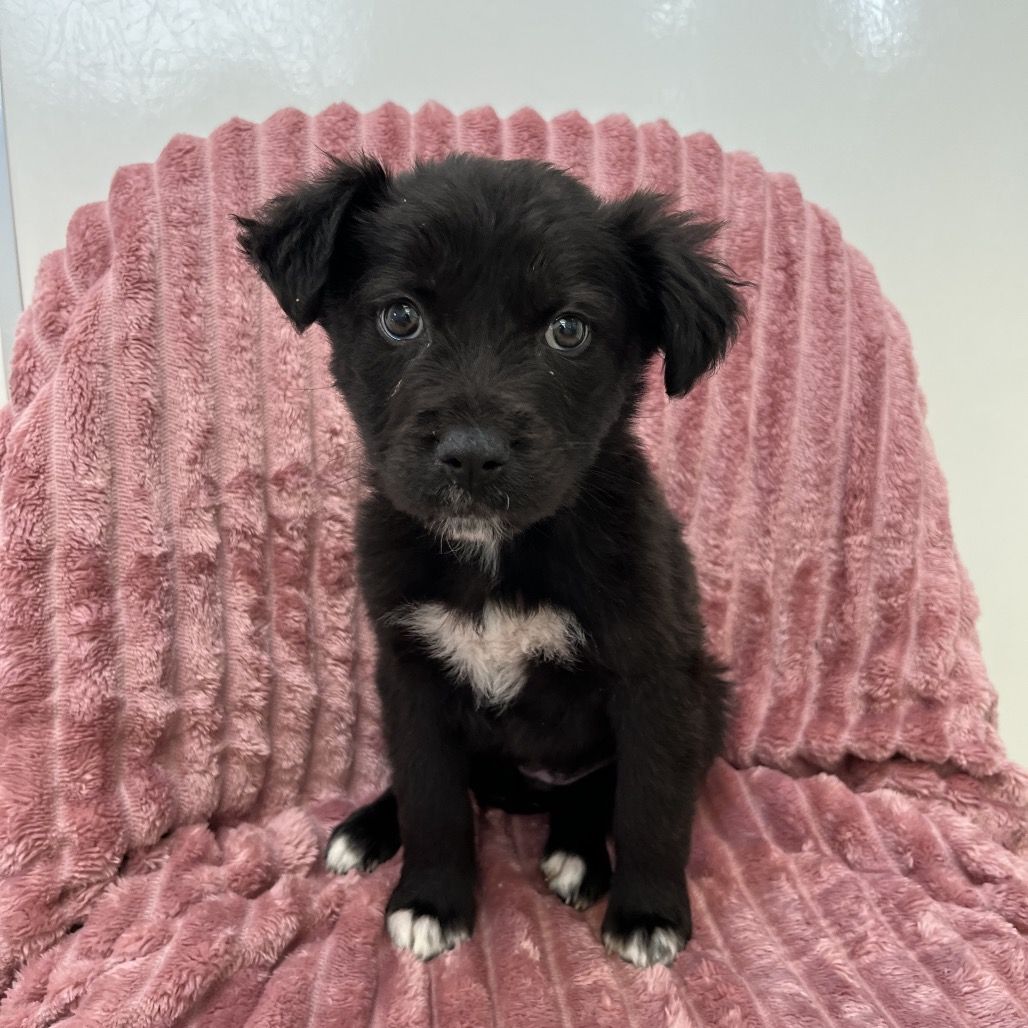 Hello my name is Alfie