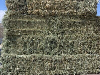 Orchard Grass/Alfalfa Mix