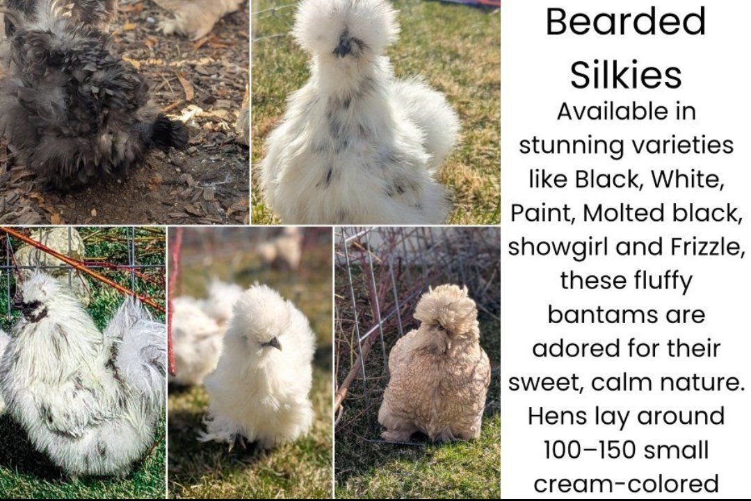Silkie bearded chicks satin Frizzle paint, black molted, white