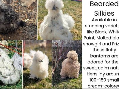 Silkie bearded chicks satin Frizzle paint, black molted, white