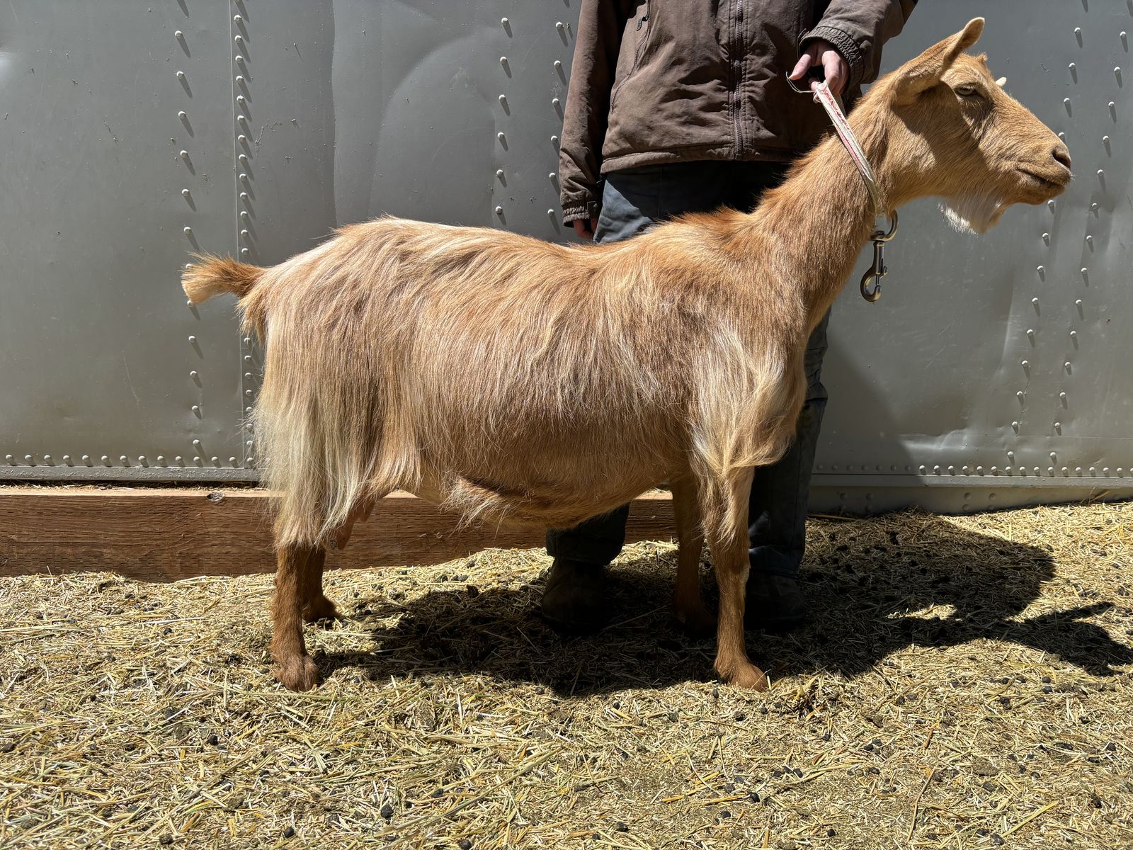 Guernsey doe in milk, and dam