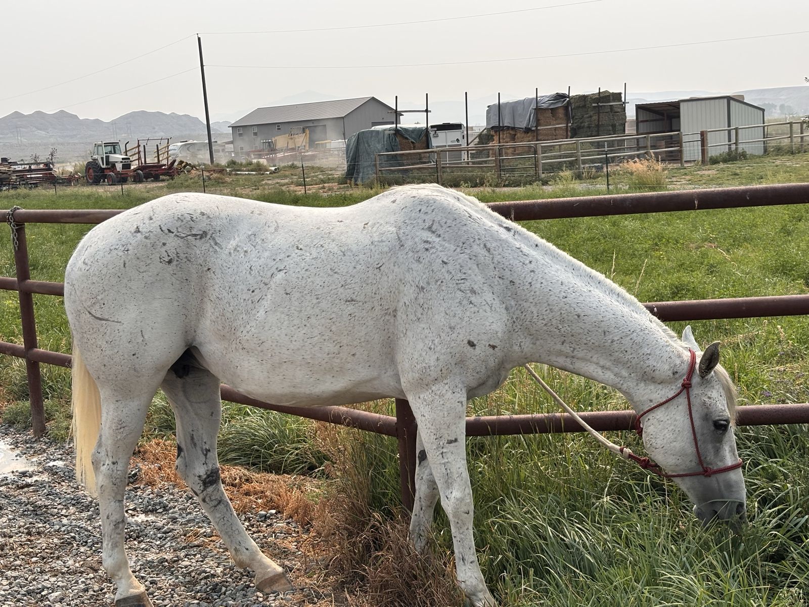 Registered broodmare 2 in 1