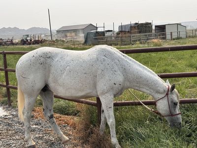 Registered broodmare 2 in 1