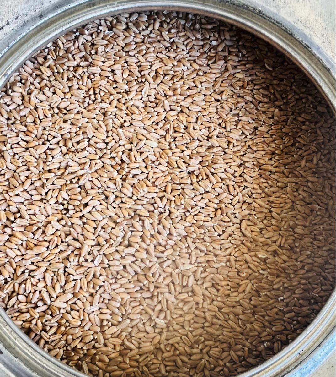 Canister of 1970’s  Wheat