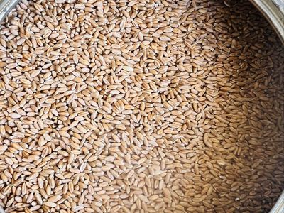 Canister of 1970’s Wheat