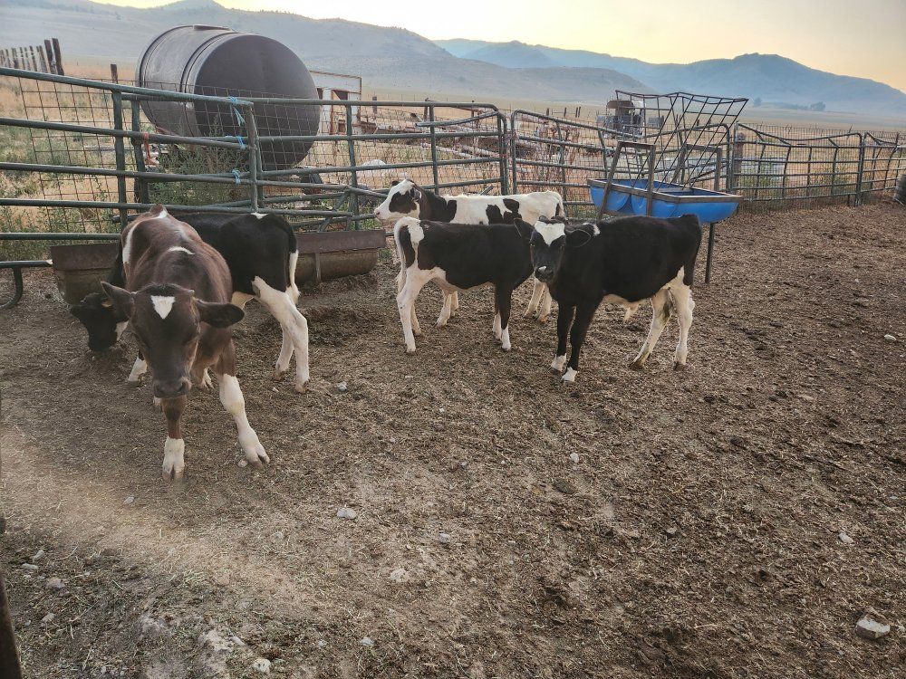 holstein bull calves 