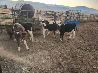 holstein bull calves