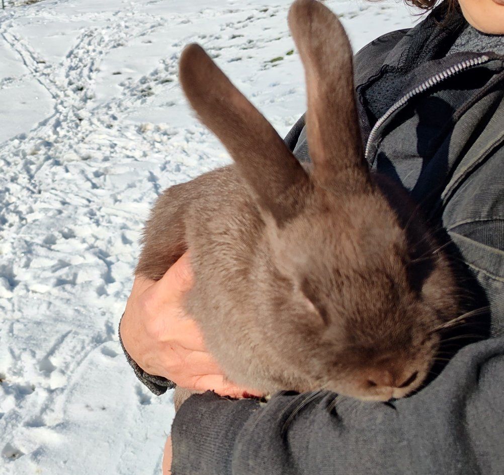 Rex rabbit breeding Trio
