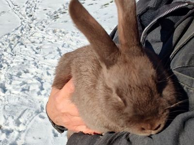 Rex rabbit breeding Trio