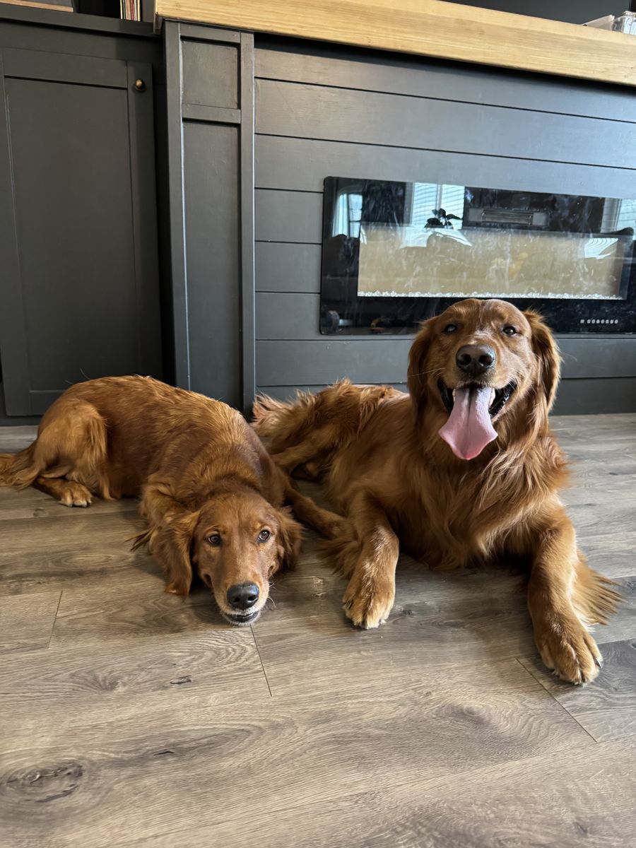 Golden retriever stud