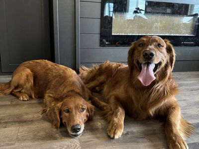 Golden retriever stud