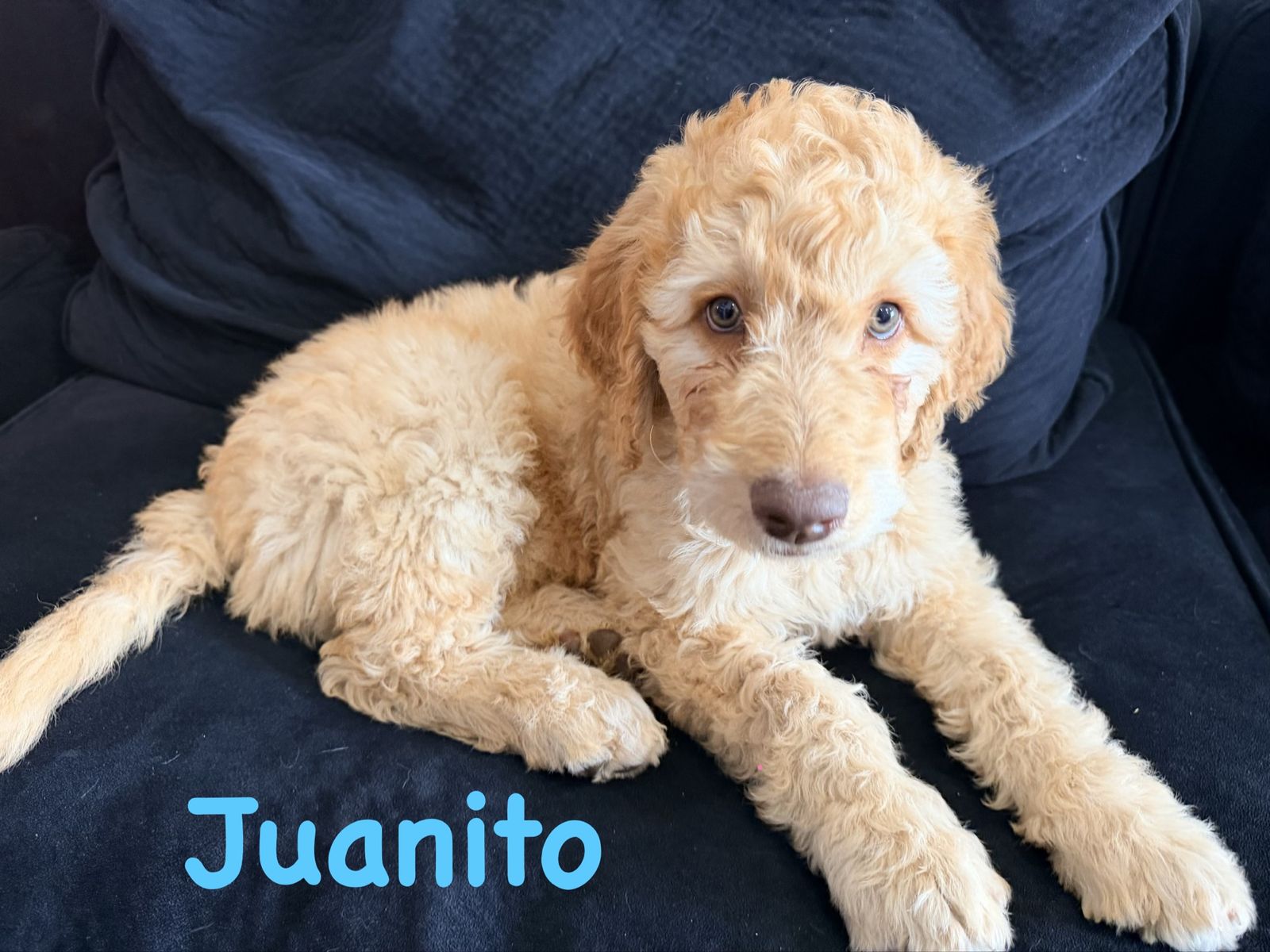 F1B Labradoodle puppies
