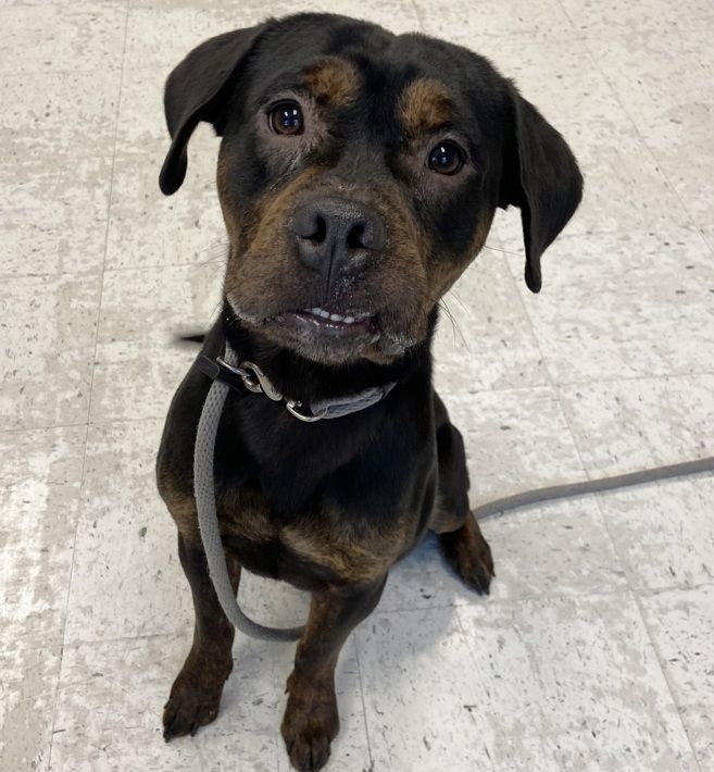 A164135 Sundance, Available for Adoption