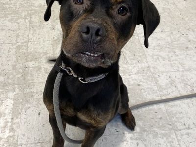 A164135 Sundance, Available for Adoption