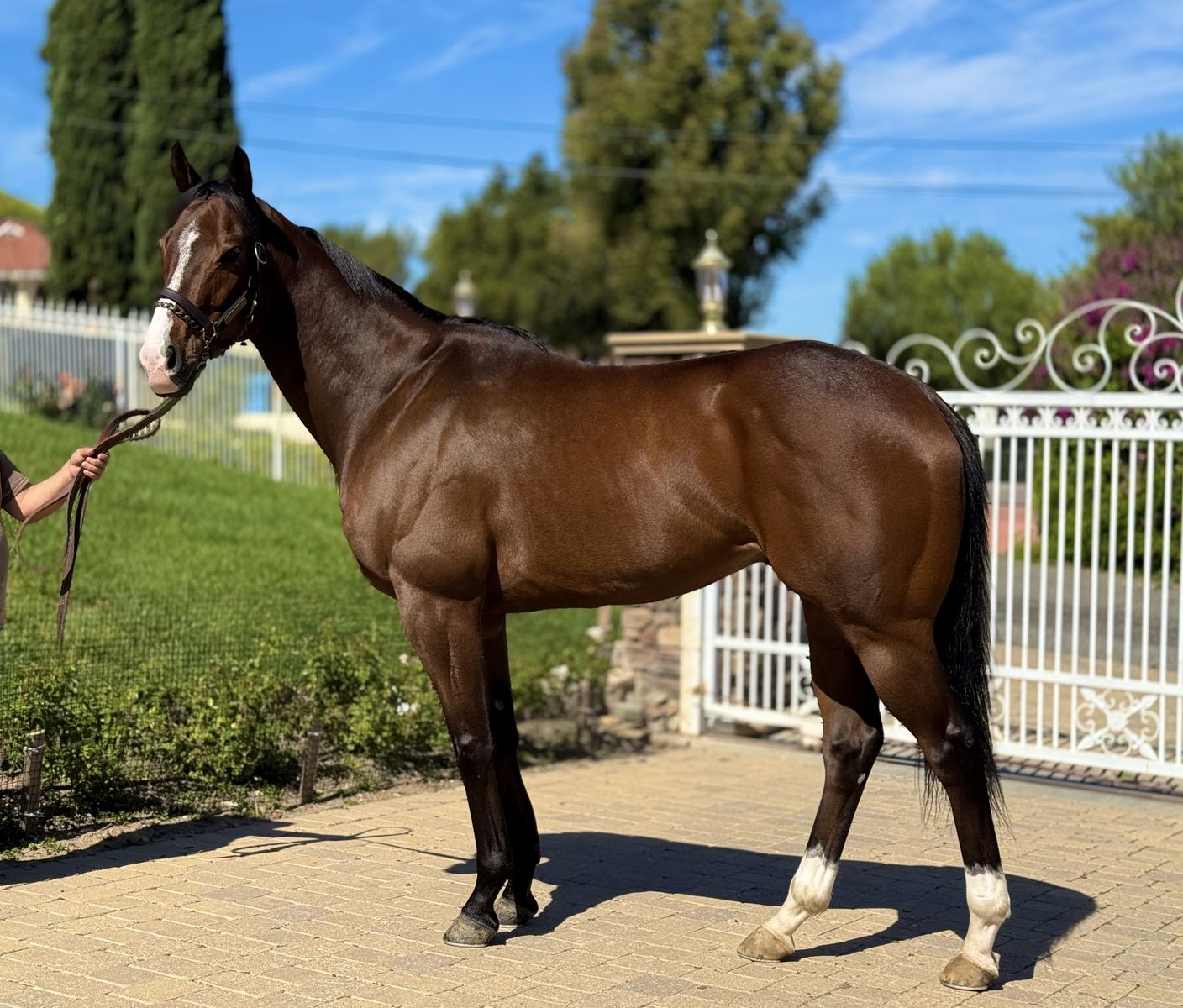 Stunning OTTB Gelding