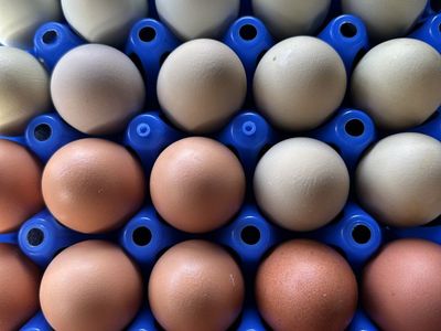 Barnyard Mix Hatching Eggs