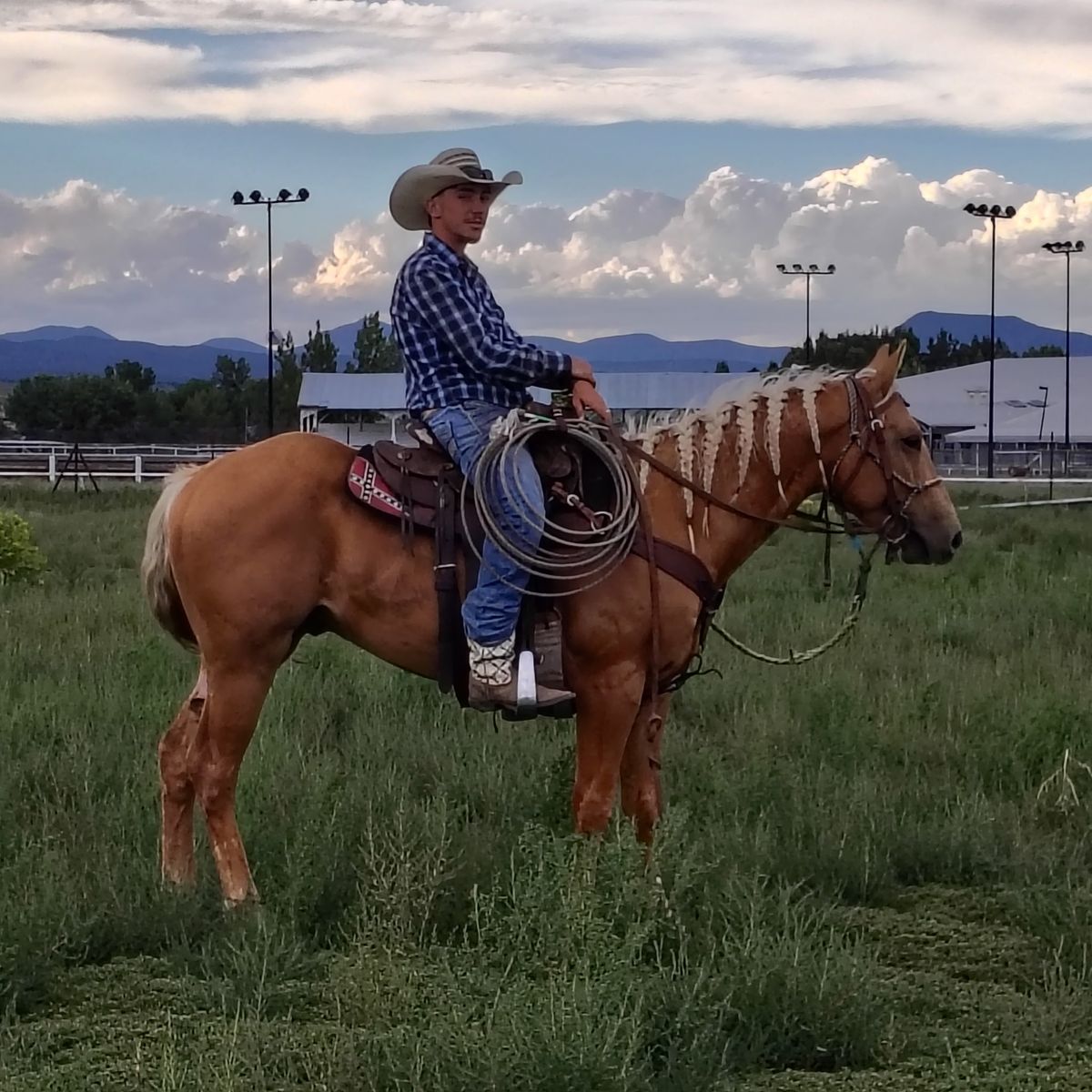 Beautiful palomino gelding 
