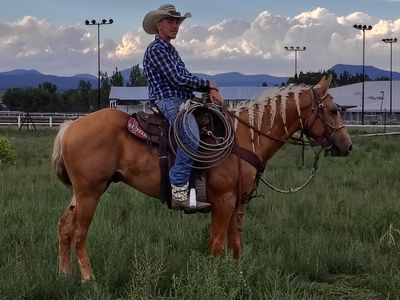 Beautiful palomino gelding