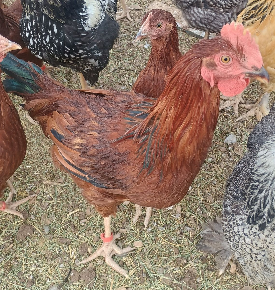 "Snaps" RHODE ISLAND RED ROOSTER 4 months old for Sale