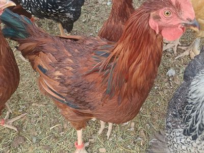 "Snaps" RHODE ISLAND RED ROOSTER 4 months old for Sale