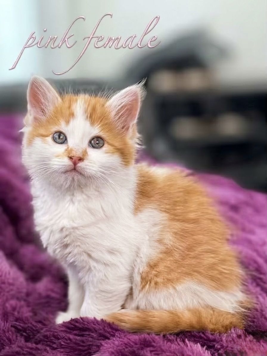 🧡🤍Adorable Long Haired Orange and White Kittens $100-175