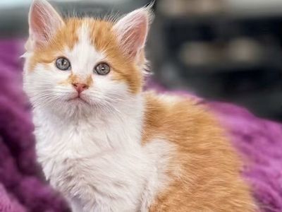 🧡🤍Adorable Long Haired Orange and White Kittens $100-175