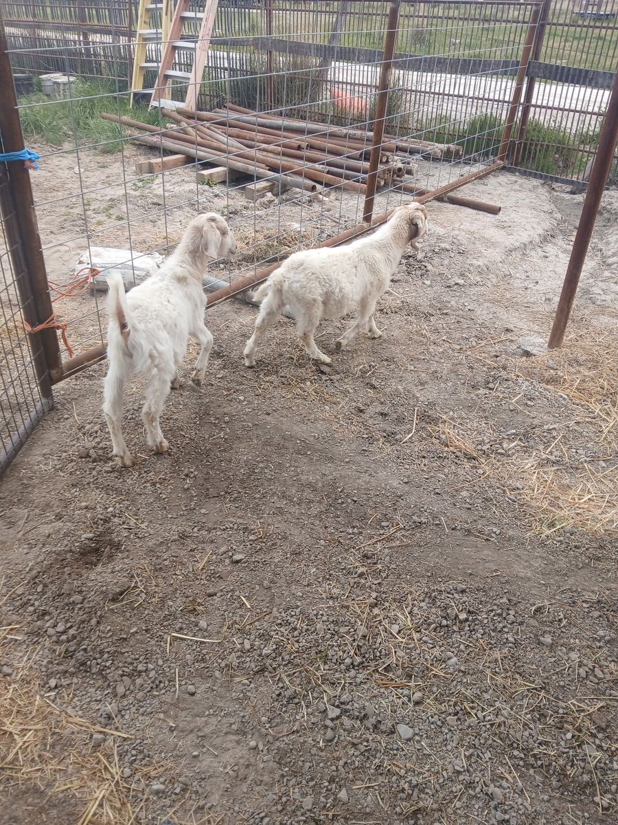 Goats for sale