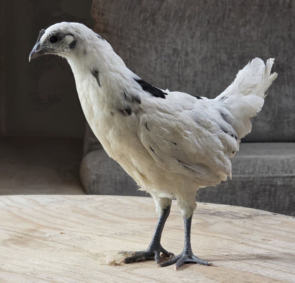 Zombie Hatching Eggs