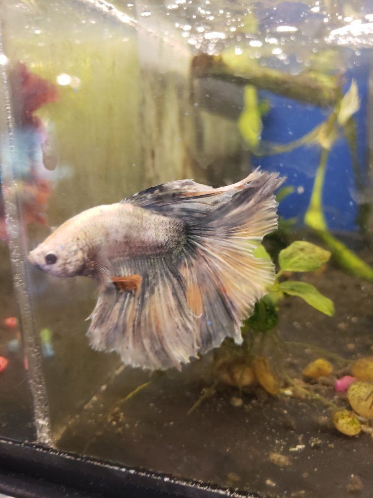 import halfmoon Betta Fish - Beautiful Multi-Color