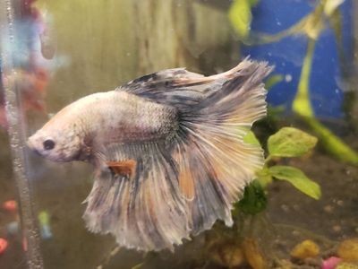 import halfmoon Betta Fish - Beautiful Multi-Color