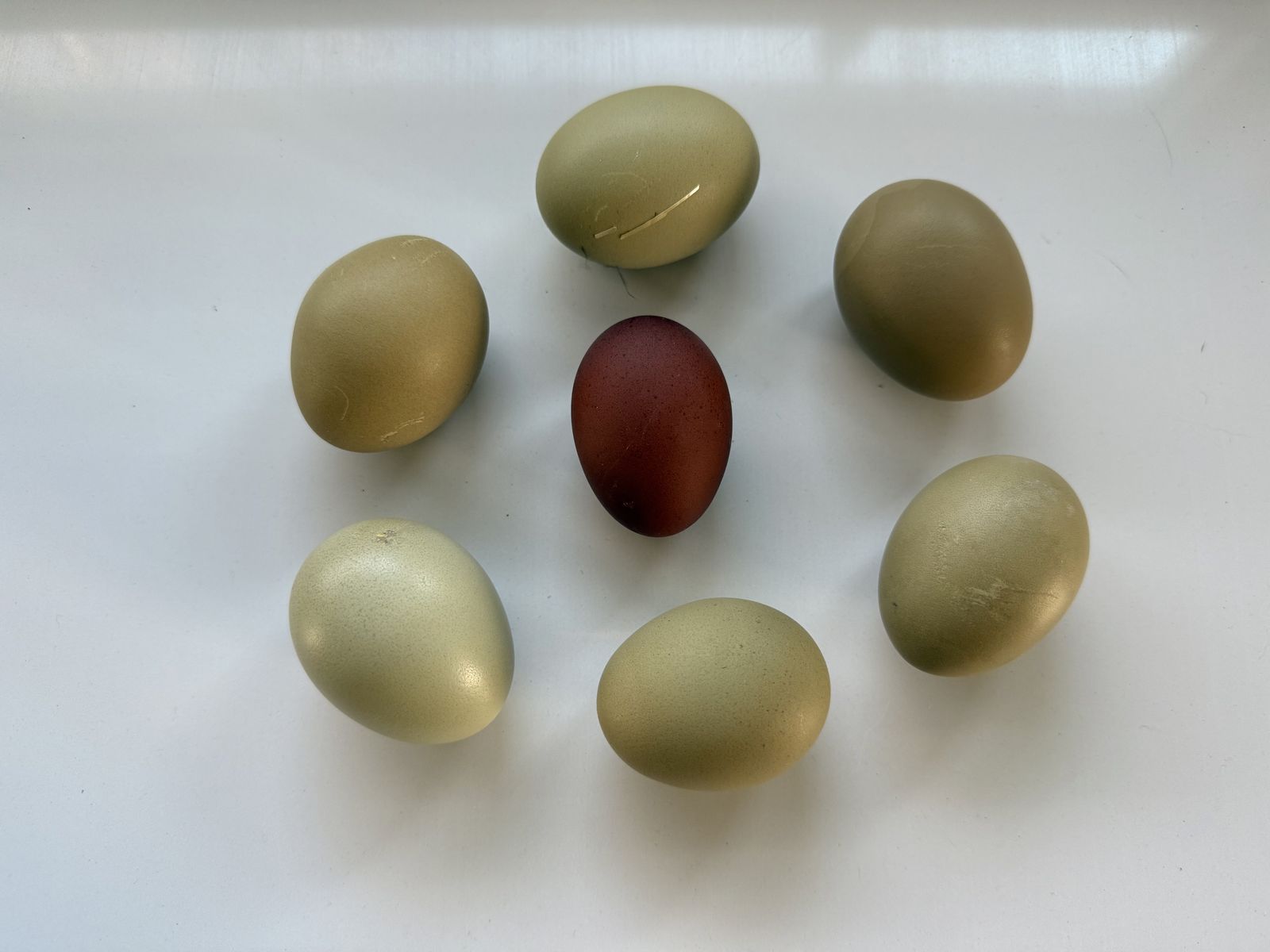 Back Crossed Olive Egger Chicks