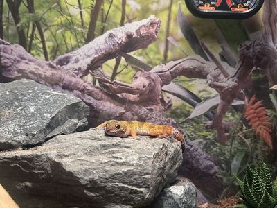 Leopard gecko and cage