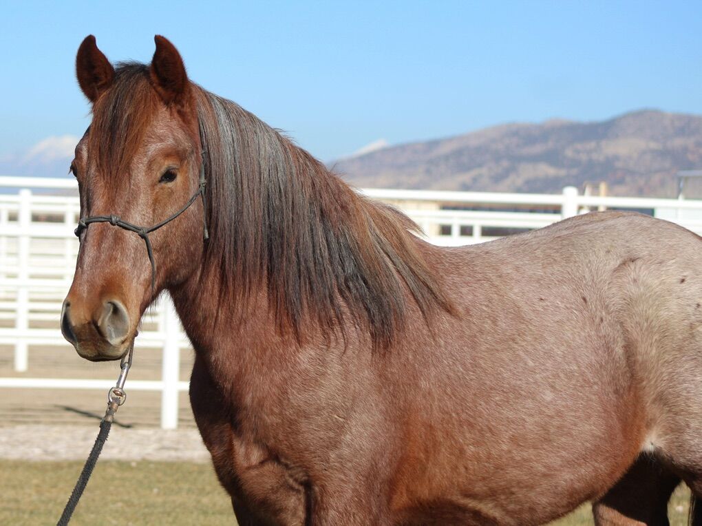 QH/ Brabant. Half Draft At Stud