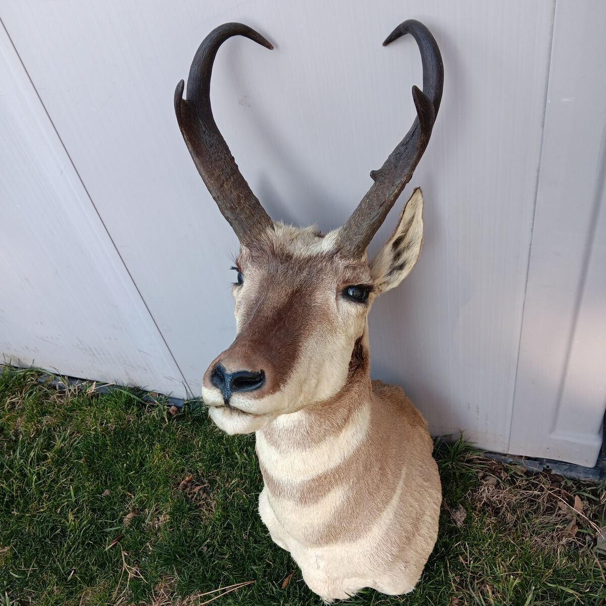 beautiful Antelope Mount