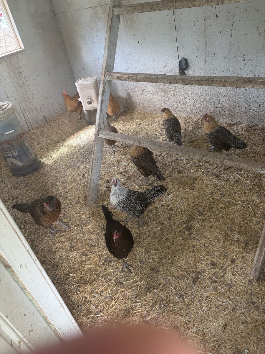 3.5 yr old chickens