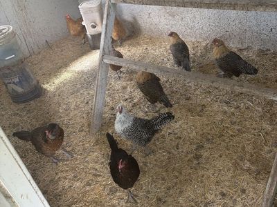 3.5 yr old chickens