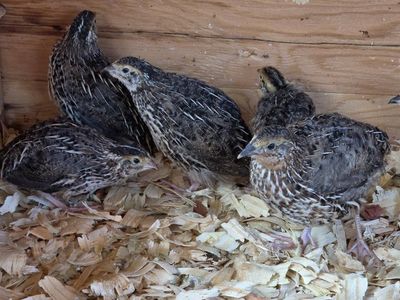40 to 50 Jumbo brown quail flock Myshire farm