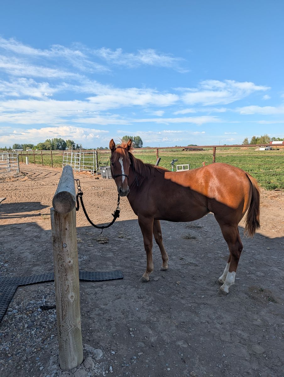AQHA sorrel yearling filly