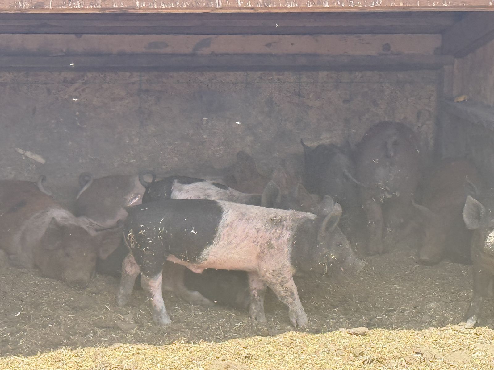 8 week old weaned Berkshire cross piglets