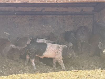 8 week old weaned Berkshire cross piglets